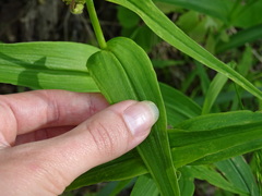 Tradescantia ozarkana