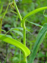 Tradescantia ozarkana