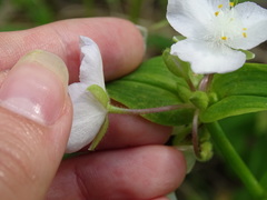 Tradescantia ozarkana