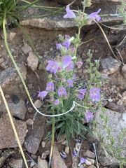 Penstemon ophianthus