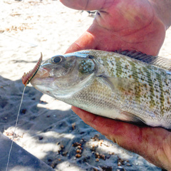 Amphistichus argenteus