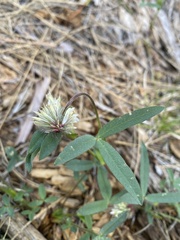 Trifolium eriocephalum