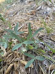 Trifolium eriocephalum
