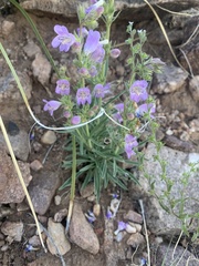 Penstemon ophianthus