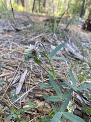 Trifolium eriocephalum