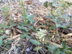 Trifolium eriocephalum