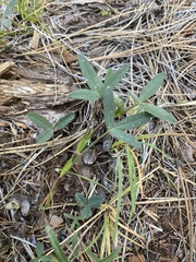 Trifolium eriocephalum