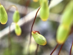 Ptychostomum creberrimum