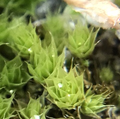 Ptychostomum creberrimum