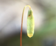 Ptychostomum creberrimum