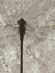 Triacanthagyna septima