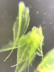 Ptychostomum creberrimum