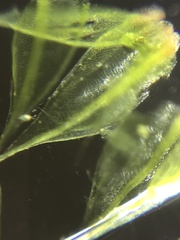 Ptychostomum creberrimum