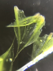 Ptychostomum creberrimum