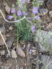 Penstemon ophianthus
