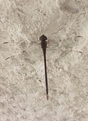 Triacanthagyna septima