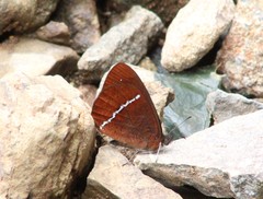 Lymanopoda albocincta