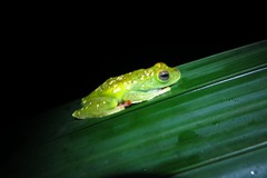 Boana rufitela