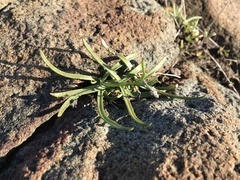 Plantago maritima juncoides