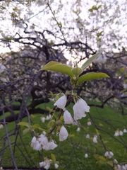 Styracaceae