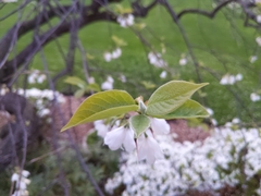 Styracaceae