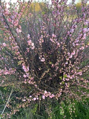 Erica carnea