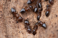 Crematogaster lineolata