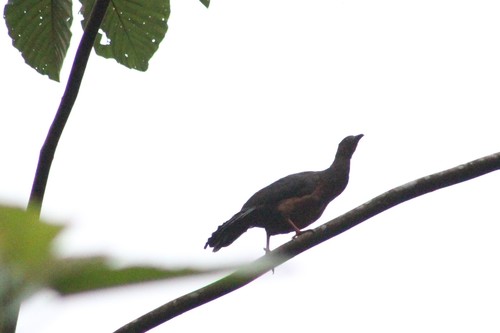 Sickle-winged Guan
