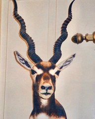 Antilope