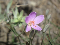 Lygodesmia grandiflora