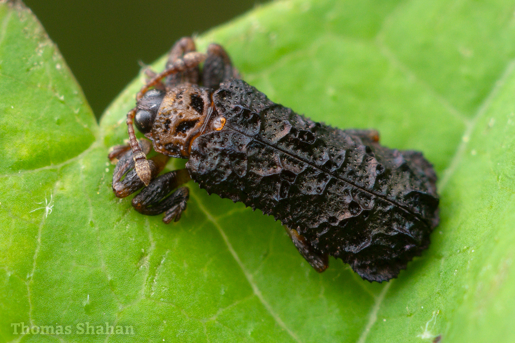 Octotoma