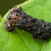 Octotoma plicatula - Photo (c) Thomas Shahan,  זכויות יוצרים חלקיות (CC BY-NC), הועלה על ידי Thomas Shahan
