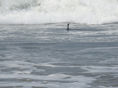 Nannopterum brasilianum