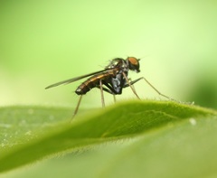 Chrysotus spectabilis