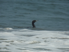 Nannopterum brasilianum