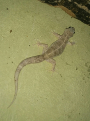 Phyllodactylus reissii