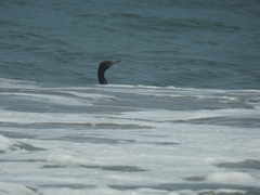 Nannopterum brasilianum