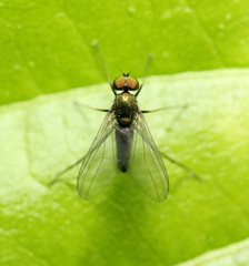 Chrysotus spectabilis