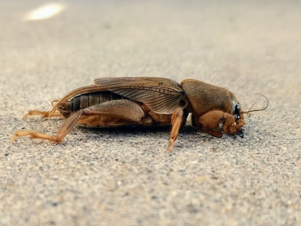 tawny mole cricket
