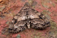 Melanomma auricinctaria