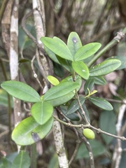 Alyxia sinensis
