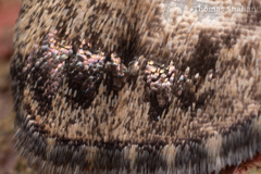 Melanomma auricinctaria