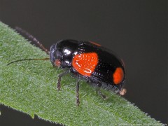 Cryptocephalus quadruplex