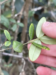 Alyxia sinensis