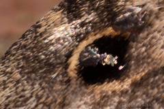 Melanomma auricinctaria