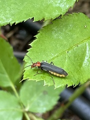 Podabrus conspiratus