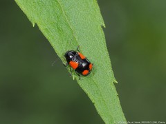 Cryptocephalus quadruplex