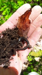 Plethodon dorsalis