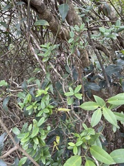 Alyxia sinensis