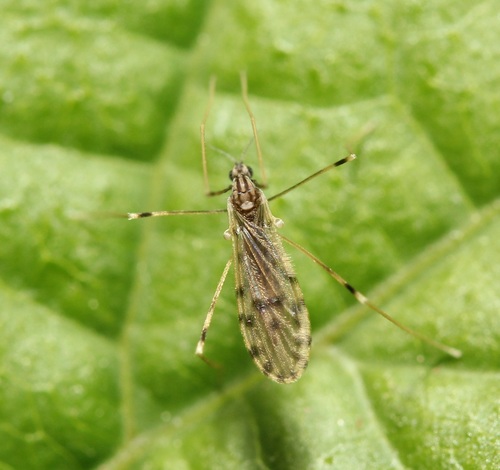 Erioptera parva photo 4